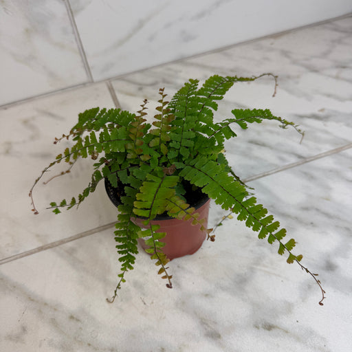 The Plant Farm® Houseplants Adiantum caudatum Trailing Maidenhair Fern, 4" Plant
