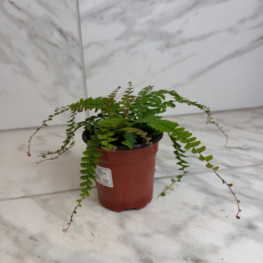 The Plant Farm® Houseplants Adiantum caudatum Trailing Maidenhair Fern, 4" Plant