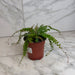The Plant Farm® Houseplants Adiantum caudatum Trailing Maidenhair Fern, 4" Plant