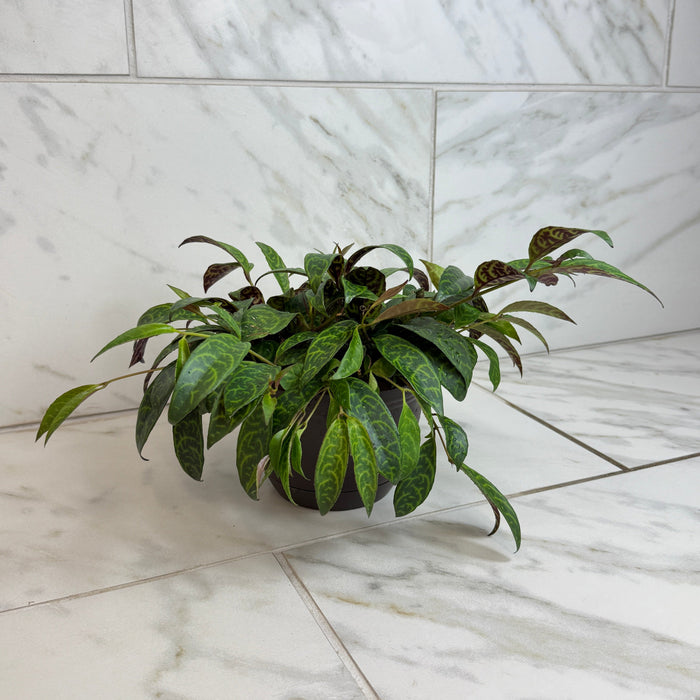 lipstick indoor plant Aeschynanthus Lipstick Black Pagoda, 6" Plant — The Plant Farm®