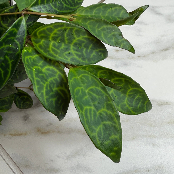 The Plant Farm® Houseplants Aeschynanthus Lipstick Black Pagoda, 6" Plant