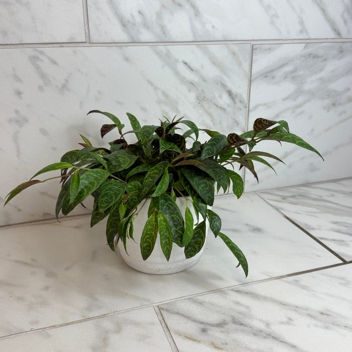 aglaonema black lipstick Aeschynanthus Lipstick Black Pagoda, 6" Plant — The Plant Farm®