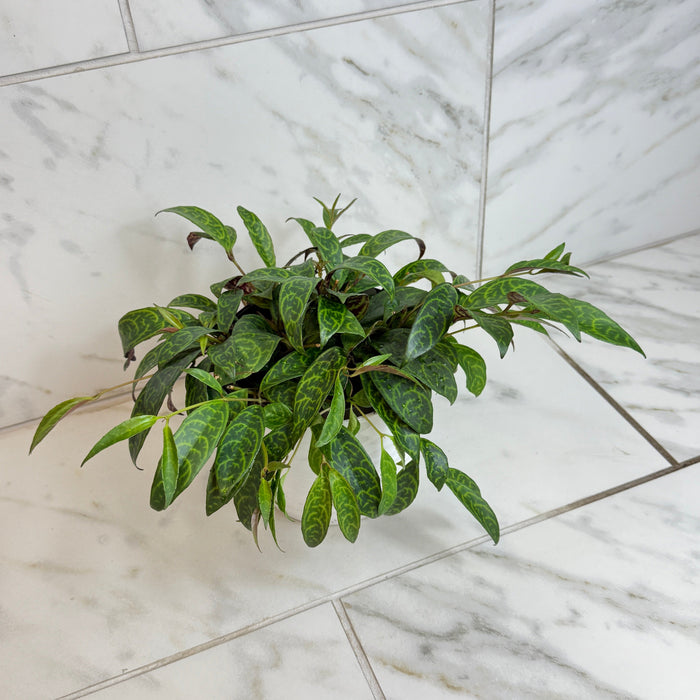 menards indoor plants Aeschynanthus Lipstick Black Pagoda, 6" Plant — The Plant Farm®