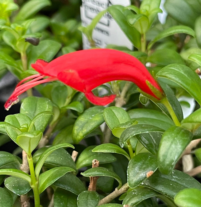 The Plant Farm® Houseplants Aeschynanthus Lipstick Buxifolius Box Leaf, 6" Plant