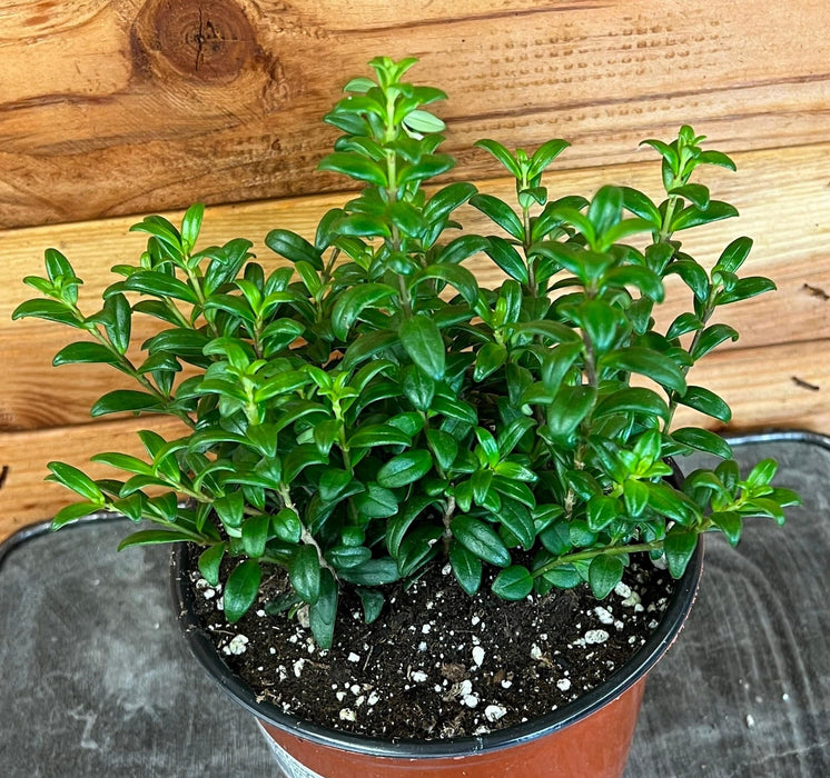 The Plant Farm® Houseplants Aeschynanthus Lipstick Buxifolius Box Leaf, 6" Plant