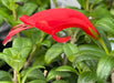 The Plant Farm® Houseplants Aeschynanthus Lipstick Buxifolius Box Leaf, 6" Plant
