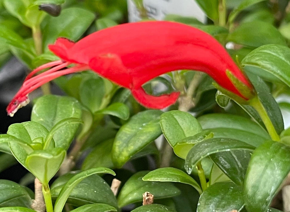 The Plant Farm® Houseplants Aeschynanthus Lipstick Buxifolius Box Leaf, 6" Plant