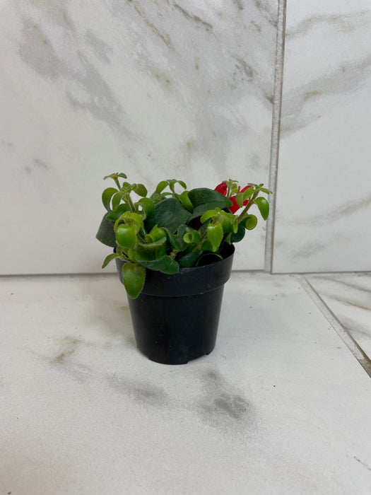 The Plant Farm® Houseplants Aeschynanthus Lipstick Curly, 2" Plant