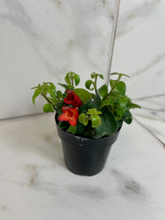 The Plant Farm® Houseplants Aeschynanthus Lipstick Curly, 2" Plant