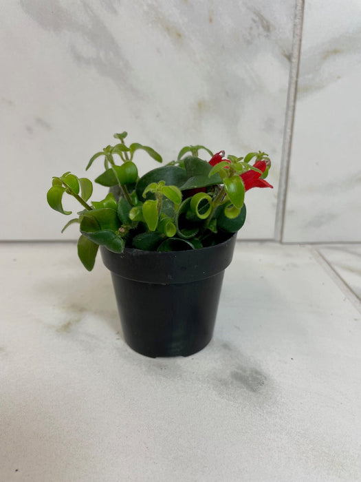 The Plant Farm® Houseplants Aeschynanthus Lipstick Curly, 2" Plant