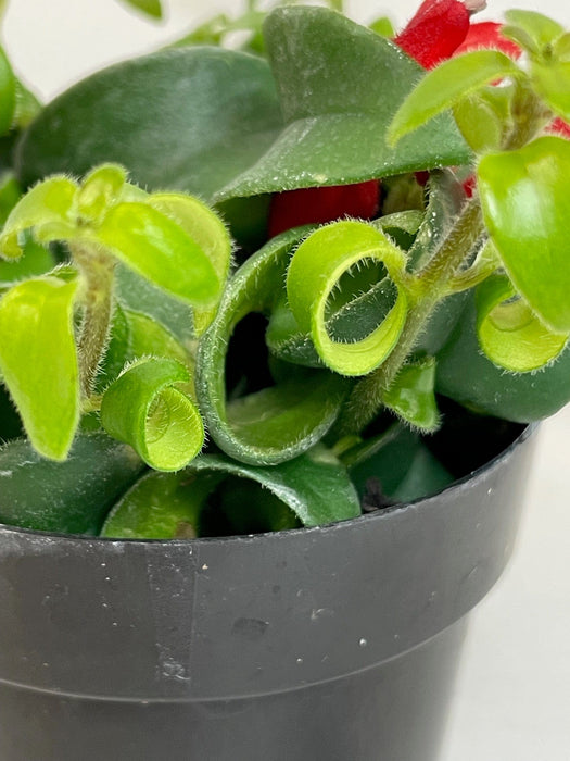 The Plant Farm® Houseplants Aeschynanthus Lipstick Curly, 2" Plant