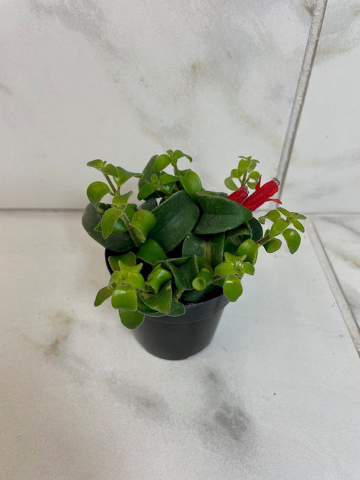 The Plant Farm® Houseplants Aeschynanthus Lipstick Curly, 2" Plant