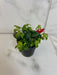 The Plant Farm® Houseplants Aeschynanthus Lipstick Curly, 2" Plant
