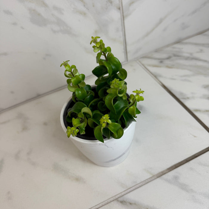 The Plant Farm® Houseplants Aeschynanthus Lipstick Curly, 4" Plant