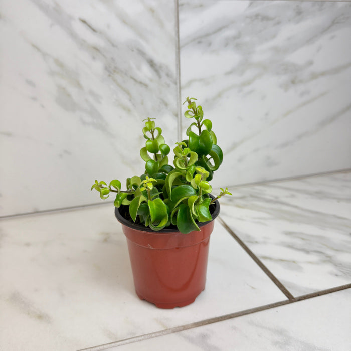 The Plant Farm® Houseplants Aeschynanthus Lipstick Curly, 4" Plant