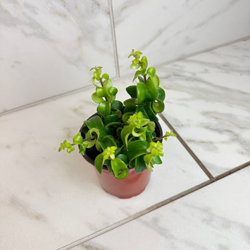 The Plant Farm® Houseplants Aeschynanthus Lipstick Curly, 4" Plant