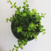 The Plant Farm® Houseplants Aeschynanthus Lipstick Gracilis, Cuttings x5