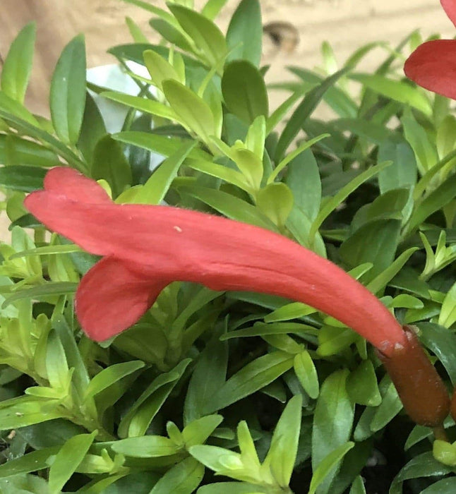 The Plant Farm® Houseplants Aeschynanthus Lipstick Japhrolepis, 2" Plant