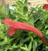 The Plant Farm® Houseplants Aeschynanthus Lipstick Japhrolepis, 2" Plant