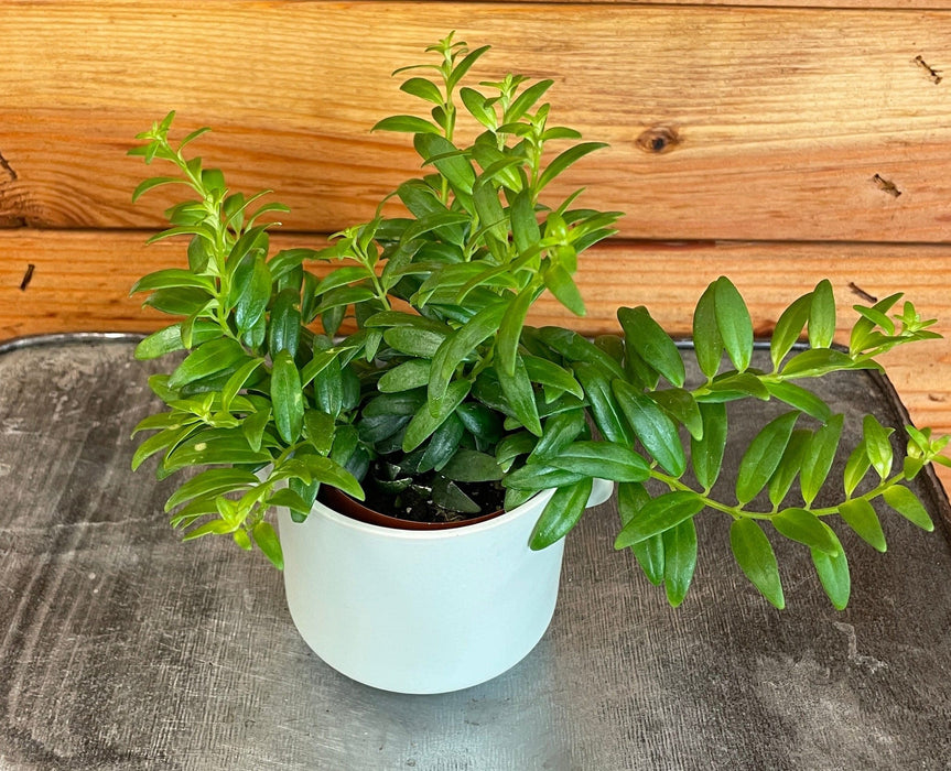The Plant Farm® Houseplants Aeschynanthus Lipstick Japhrolepis, 2" Plant