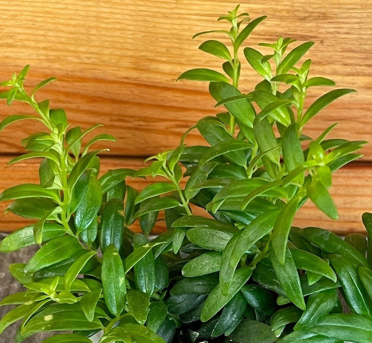The Plant Farm® Houseplants Aeschynanthus Lipstick Japhrolepis, 2" Plant