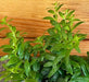 The Plant Farm® Houseplants Aeschynanthus Lipstick Japhrolepis, 2" Plant