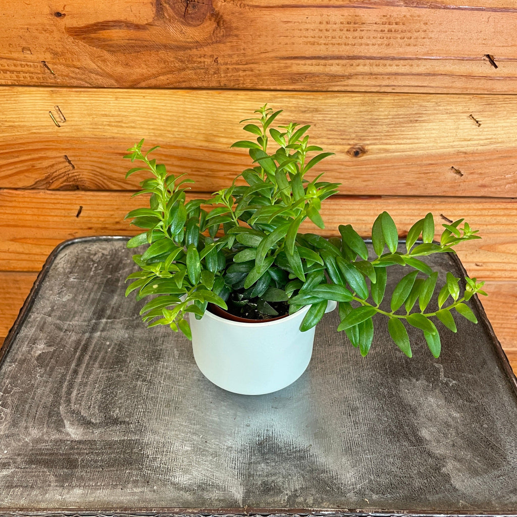 escapists 2 potted plant Aeschynanthus Lipstick Japhrolepis, 2" Plant