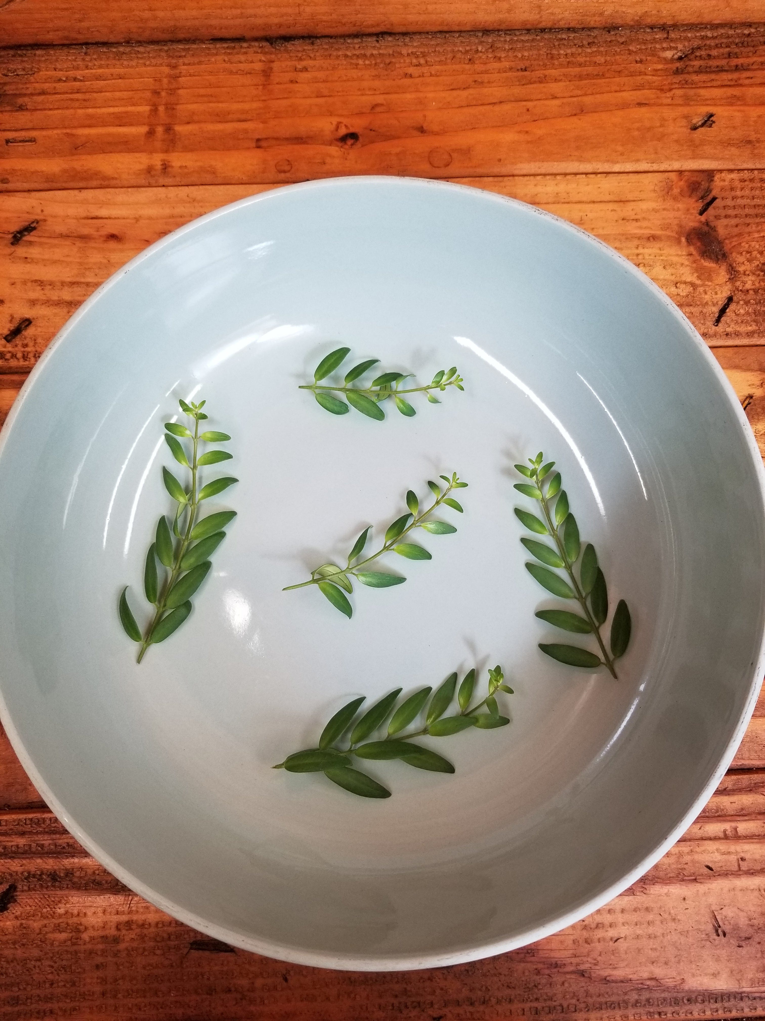 Aeschynanthus Lipstick Japhrolepis, Cuttings x5 — The Plant Farm®