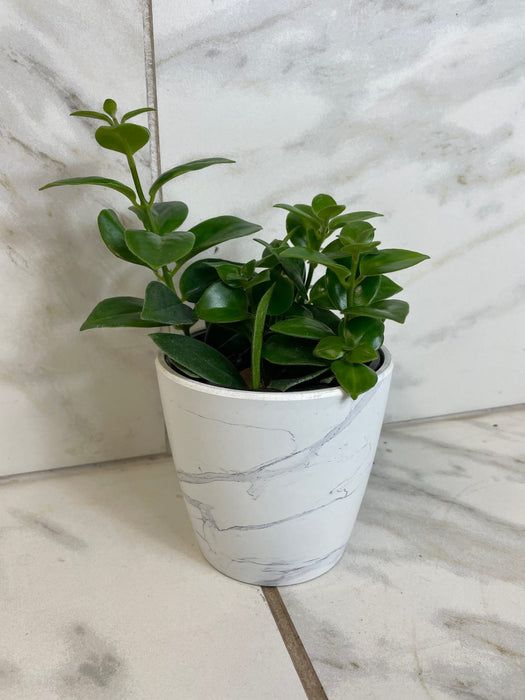 The Plant Farm® Houseplants Aeschynanthus Lipstick Mona Lisa, 4" Plant