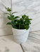 The Plant Farm® Houseplants Aeschynanthus Lipstick Mona Lisa, 4" Plant