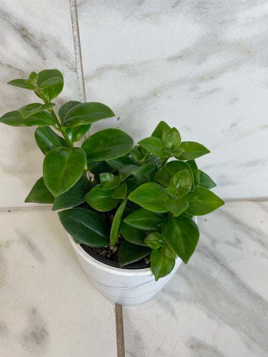 The Plant Farm® Houseplants Aeschynanthus Lipstick Mona Lisa, 4" Plant