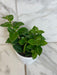 The Plant Farm® Houseplants Aeschynanthus Lipstick Mona Lisa, 4" Plant