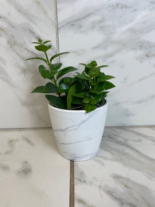 The Plant Farm® Houseplants Aeschynanthus Lipstick Mona Lisa, 4" Plant