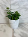 The Plant Farm® Houseplants Aeschynanthus Lipstick Mona Lisa, 4" Plant