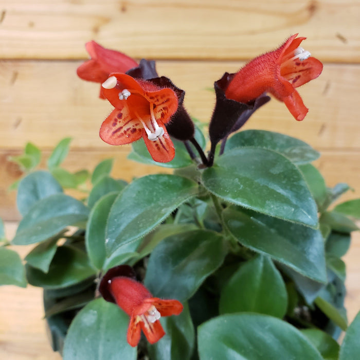 The Plant Farm® Houseplants Aeschynanthus Lipstick Mona Lisa, 4" Plant