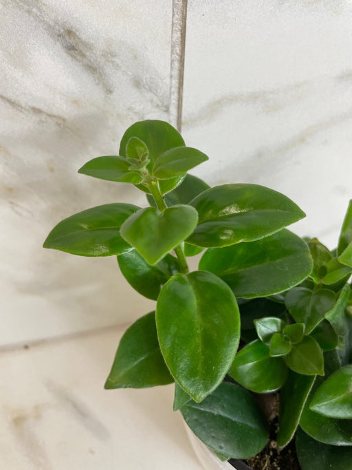The Plant Farm® Houseplants Aeschynanthus Lipstick Mona Lisa, 4" Plant