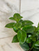 The Plant Farm® Houseplants Aeschynanthus Lipstick Mona Lisa, 4" Plant