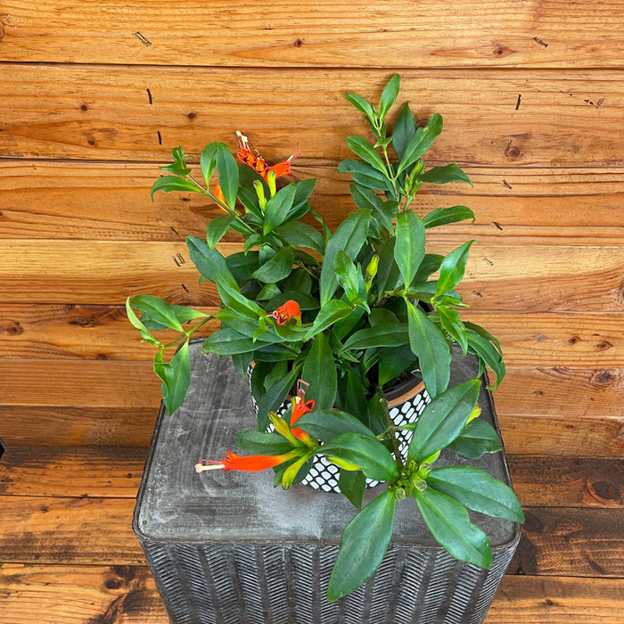 The Plant Farm® Houseplants Aeschynanthus Lipstick Orange, 6" Plant