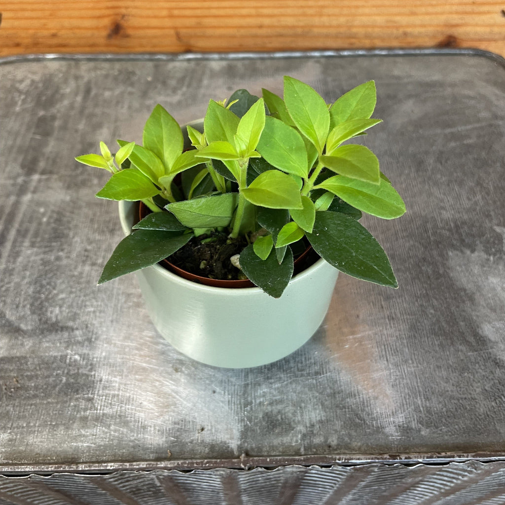 little plant pots Terra Cotta Planter main image 1