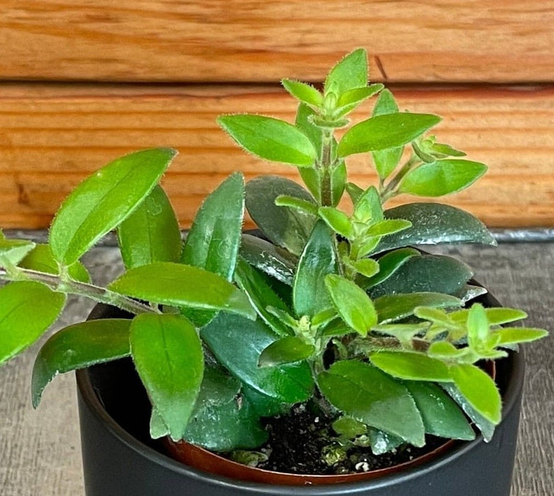 The Plant Farm® Houseplants Aeschynanthus Lipstick Ruby, 2" Plant
