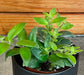 The Plant Farm® Houseplants Aeschynanthus Lipstick Ruby, 2" Plant
