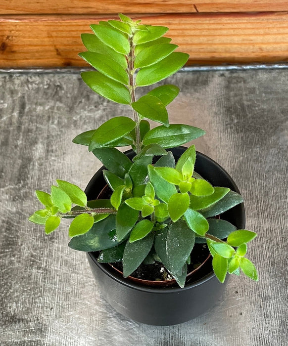 The Plant Farm® Houseplants Aeschynanthus Lipstick Ruby, 2" Plant