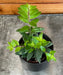 The Plant Farm® Houseplants Aeschynanthus Lipstick Ruby, 2" Plant