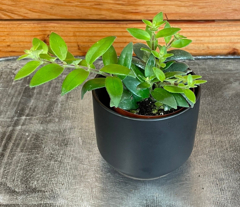 The Plant Farm® Houseplants Aeschynanthus Lipstick Ruby, 2" Plant