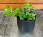 The Plant Farm® Houseplants Aeschynanthus Lipstick Ruby, 2" Plant