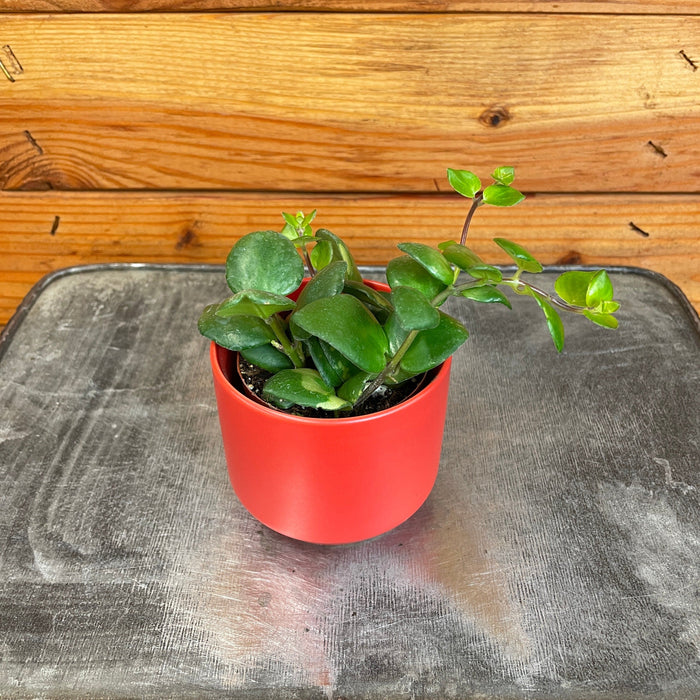 thai house plants Aeschynanthus Lipstick Thai Pink, 2" Plant — The Plant Farm®