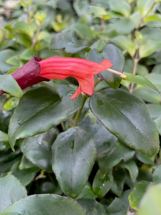 house plant with stripes Aeschynanthus Lipstick Tiger Stripe, 2" Plant