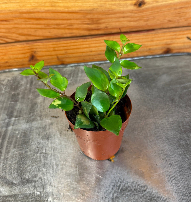 The Plant Farm® Houseplants Aeschynanthus Lipstick Tiger Stripe, 2" Plant
