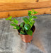 The Plant Farm® Houseplants Aeschynanthus Lipstick Tiger Stripe, 2" Plant