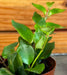 The Plant Farm® Houseplants Aeschynanthus Lipstick Tiger Stripe, 2" Plant
